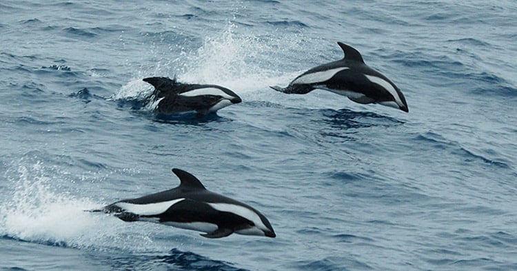 Hourglass-Dolphin