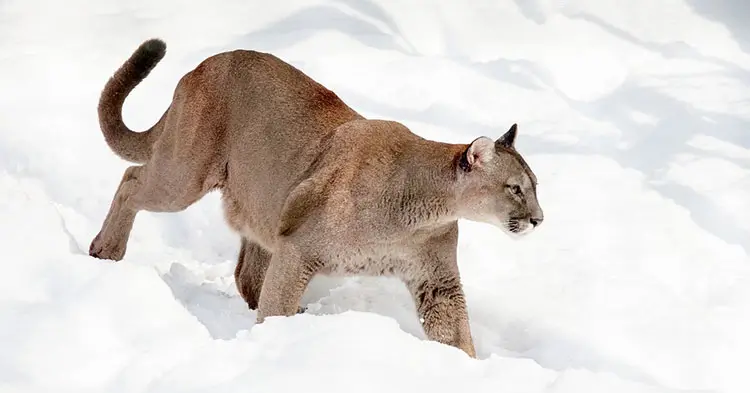 Male-cougar