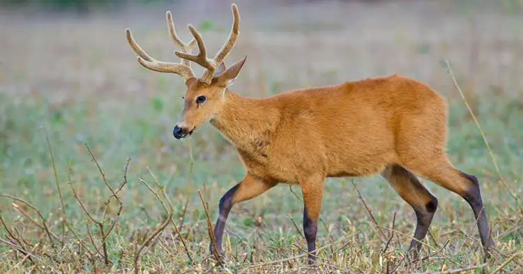 Marsh-deer