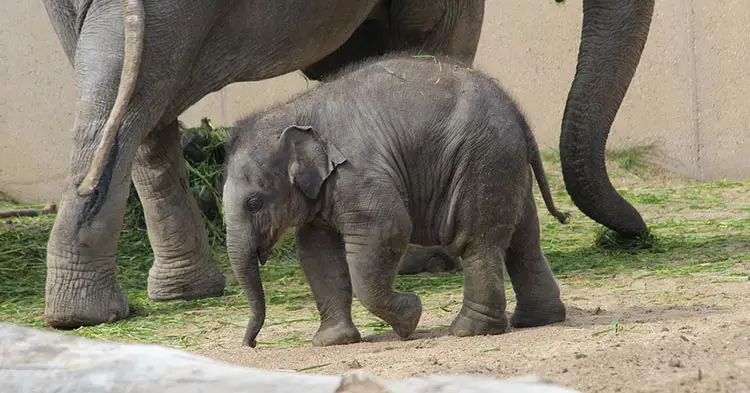 Newborn-Elephants