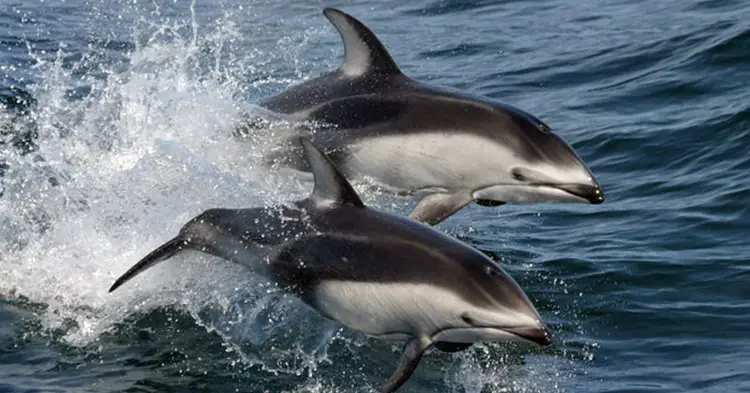 Pacific-Dolphin-(White-Sided)