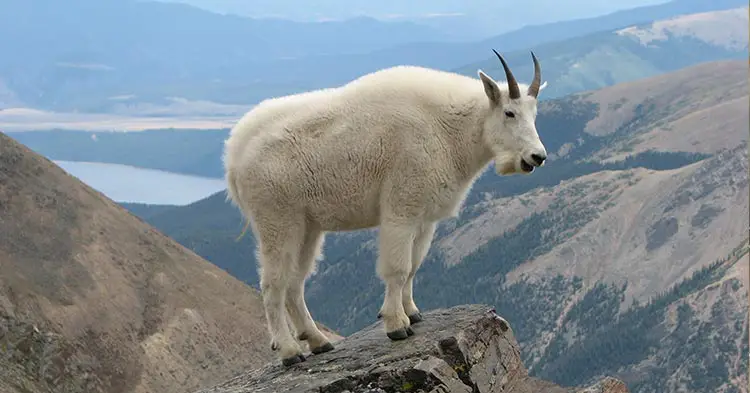 Rocky-Mountain-Goat