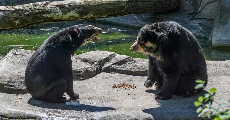 Spectacled-Bear-Andean-Bears