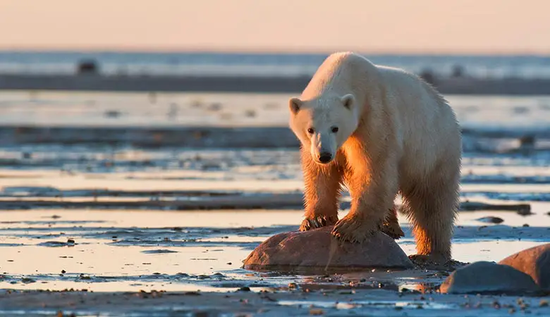 Adult Male Polar Bear
