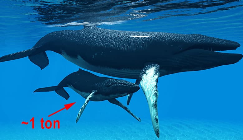 Baby-Humpback-Whale