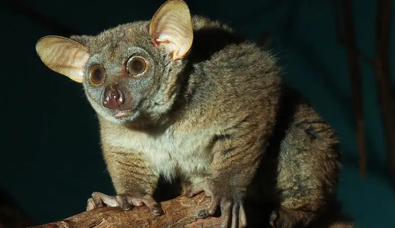 Greater Galago 