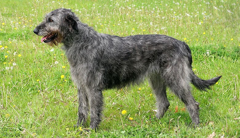 Irish-Wolfhound