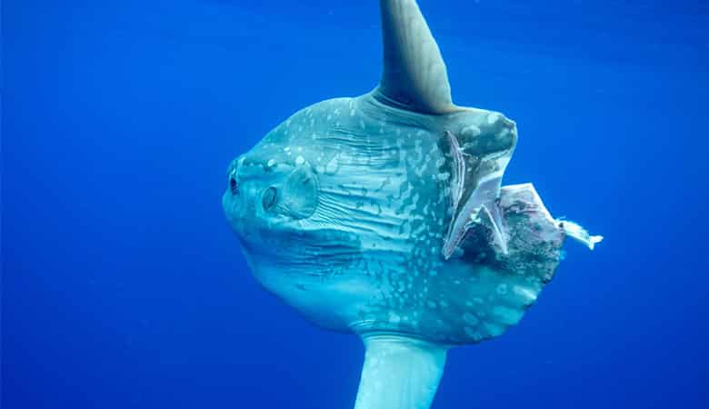 Ocean-Sunfish