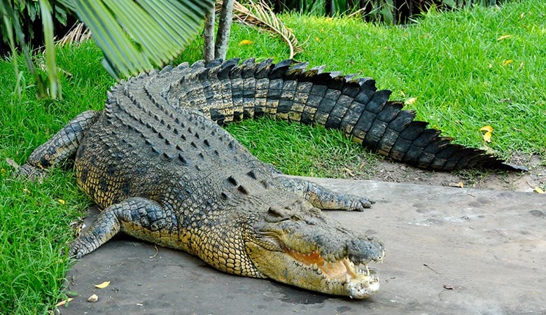 Saltwater-Crocodile