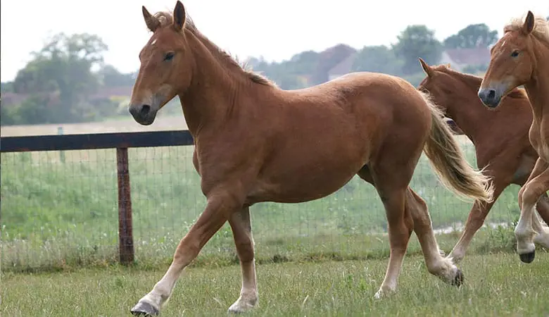 Suffolk-Horse