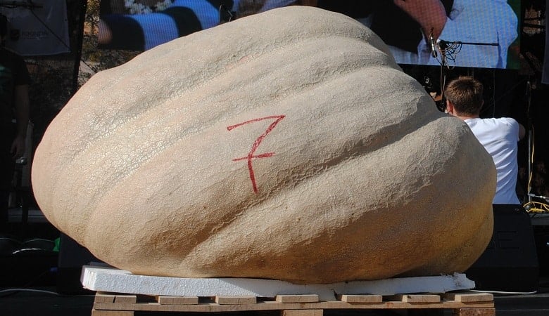 Heaviest pumpkin in the world