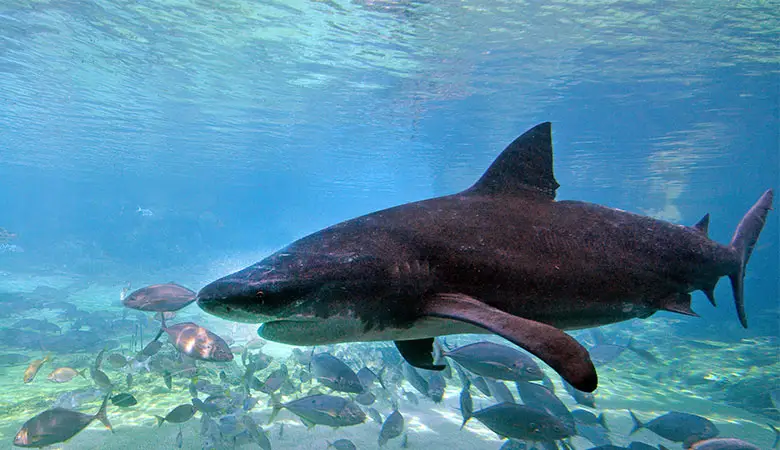 Bull-Shark-900-pounds