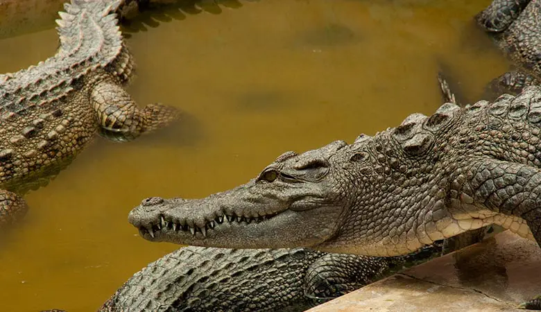 Crocodiles-heaviest-land-animals