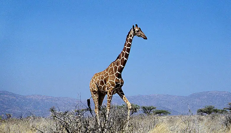 Giraffes-heaviest-land-animal