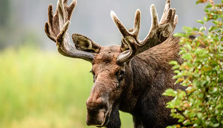 Moose-800-pounds