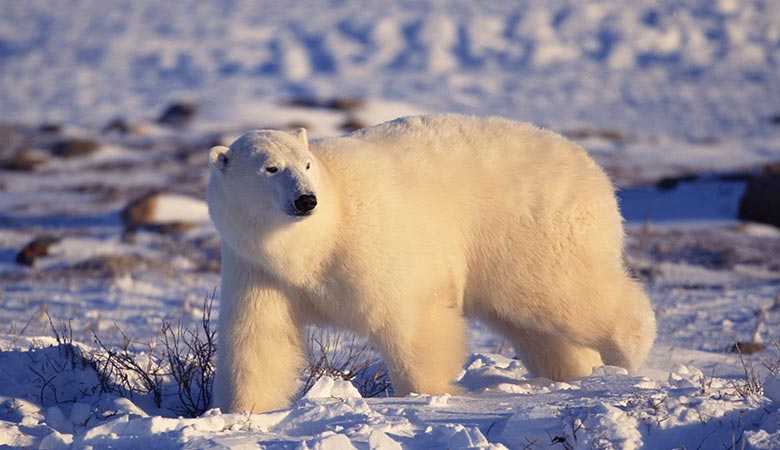 Polar-Bear-900-pounds