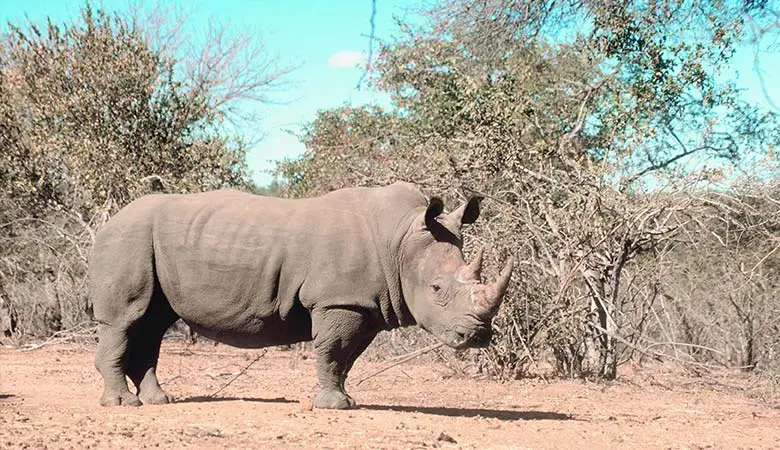 Rhinoceros-heaviest-land-animal