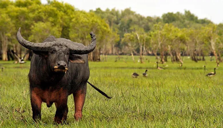 Water-Buffalo-heaviest-land-animals