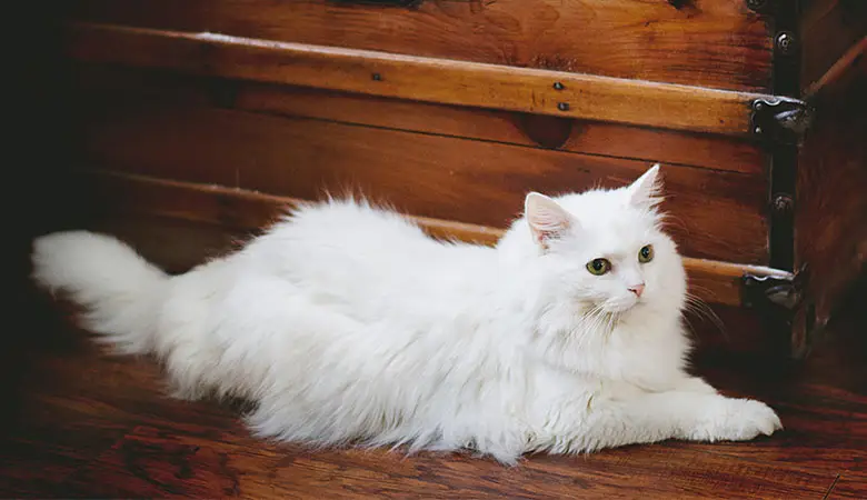 cat-10-pounds-5-kilograms