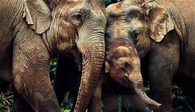 elephants-heaviest-land-animal-on-earth