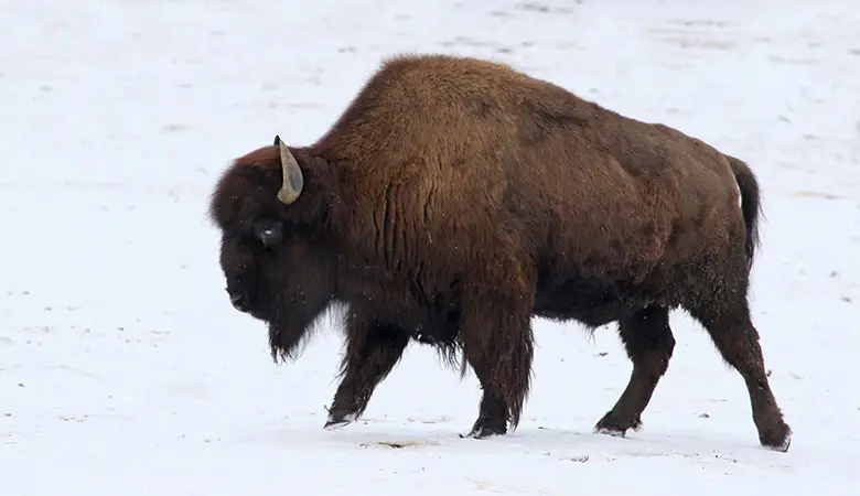 wood-bison-900-pounds