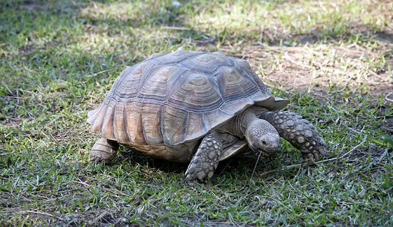 African-Spurred-Tortoise-100-pounds