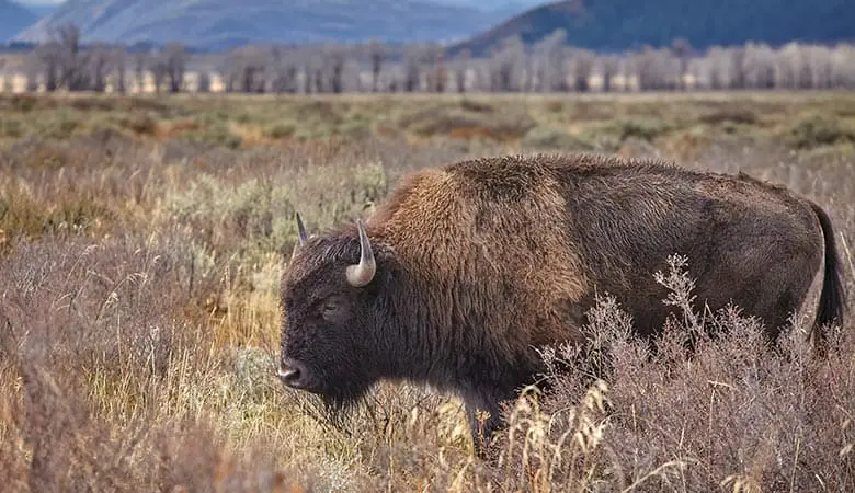 American-Bison-1200-pounds
