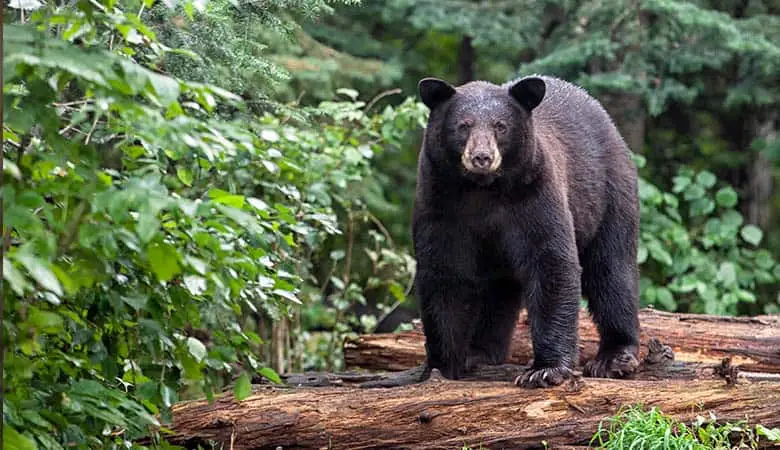 American-Black-Bear-400-pounds