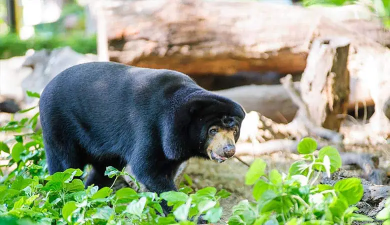 Asiatic-Black-Bear-400-pounds