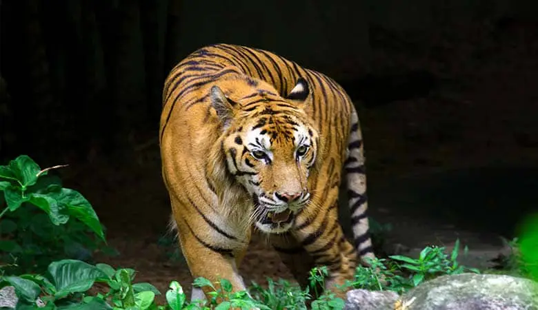 Bengal-tiger-400-pounds