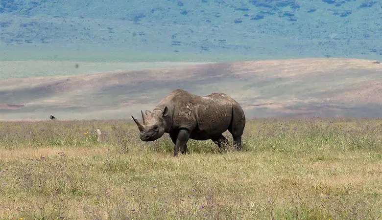 Black-Rhinos-1500-pounds