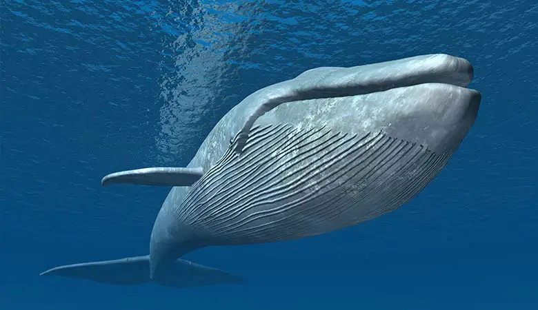 Blue-whale-heaviest-whale