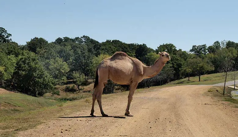 Camels-1500-pounds