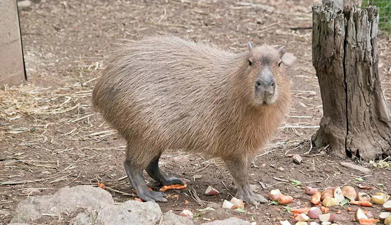 Capybaras-100-pounds