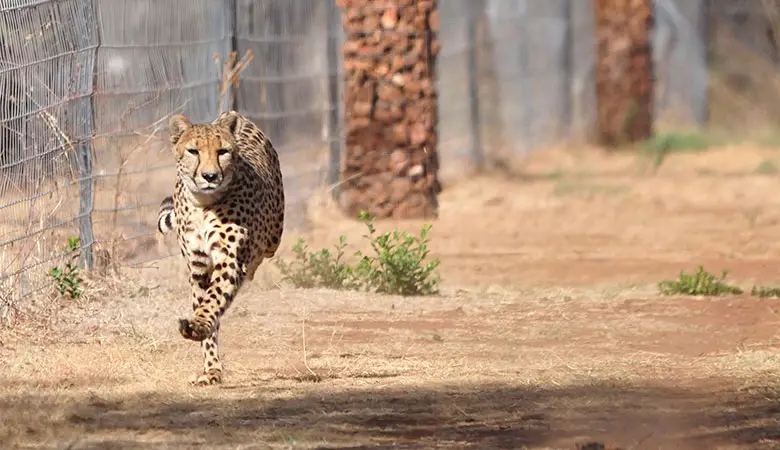 Cheetah-150-pounds