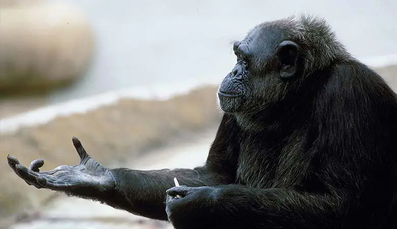 Chimpanzee-100-pounds