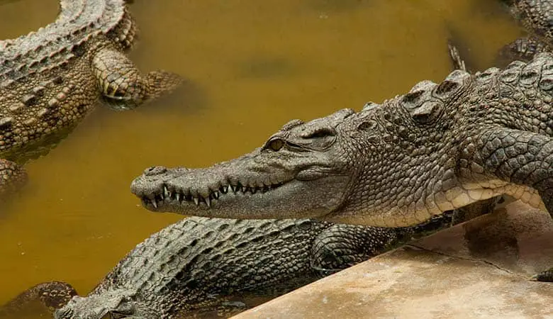 Crocodiles-1200-pounds