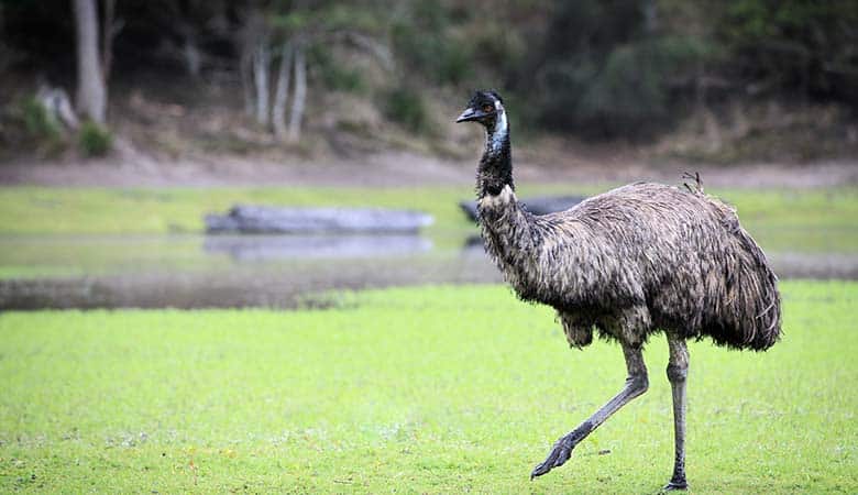 Emu-100-pounds