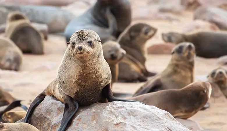 Fur-Seals-100-pounds