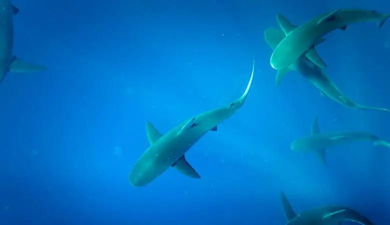 Galapagos-Shark-100-pounds