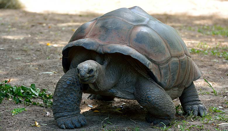 Galapagos-Tortoise