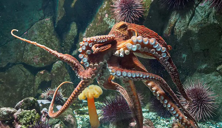 Giant-Pacific-Octopus-100-pounds