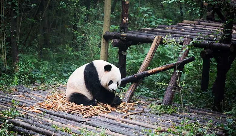 Giant-Panda-150-pounds-female