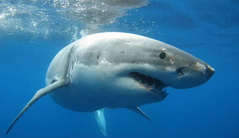 Great-White-Sharks-1200-pounds