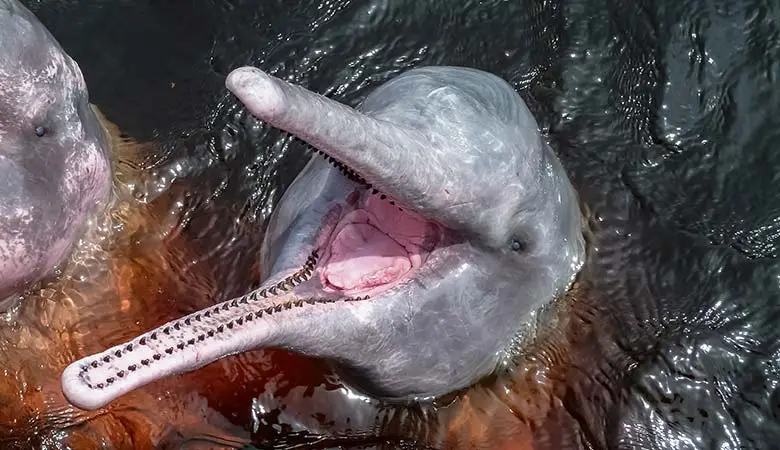 Indus-River-Dolphin-150-pounds