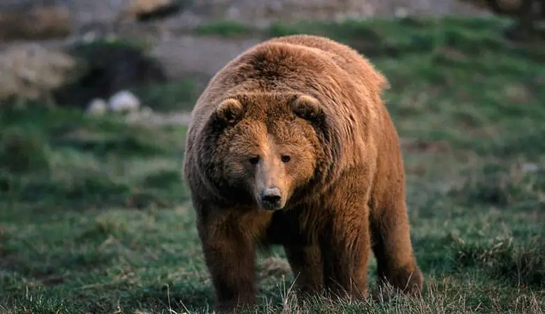 Kodiak-Bears-1200-pounds