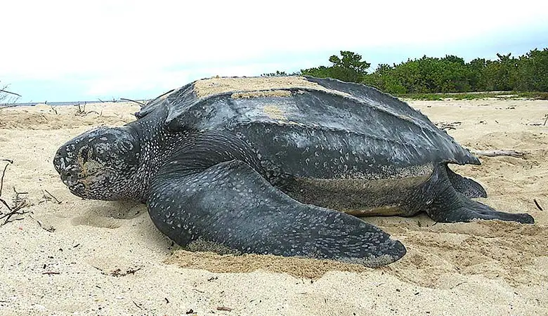 Leatherback-Sea-Turtles-1500-pounds