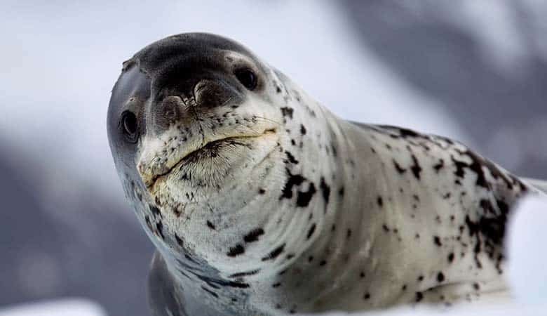 Leopard-seal