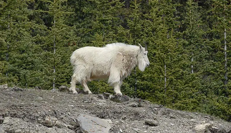 Mountain-Goat-150-pounds