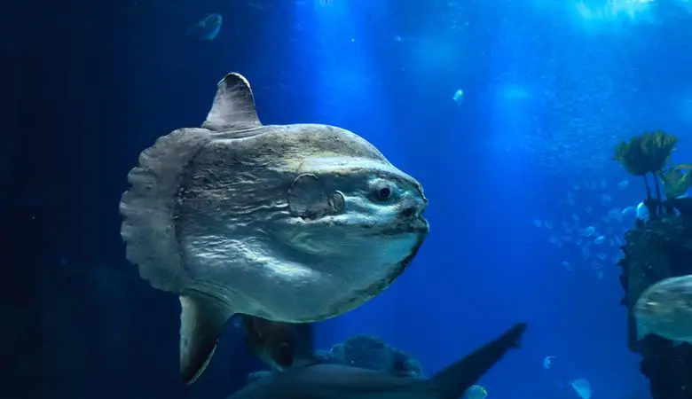 Ocean-Sunfish-1500-pounds